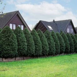 American Arborvitae Tree 13 American Arborvitae Tree -GreenNest Shop American Arborvitae 5 BB