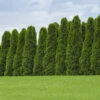 American Arborvitae Tree 2 American Arborvitae Tree -GreenNest Shop American Arborvitae BB 600x600 ae62b4ab 3fa8 47e4 adb3 af749e7bc13a