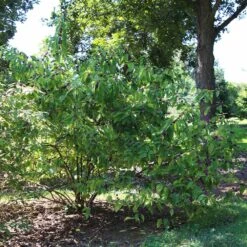 American Beautyberry -GreenNest Shop American Beautyberry2 BB