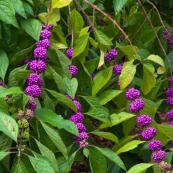 American Beautyberry -GreenNest Shop American Beautyberry 1 FGT