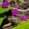American Beautyberry -GreenNest Shop American Beautyberry BB 600x600 cb08c864 93b5 4335 b787 1ad0d453cba2