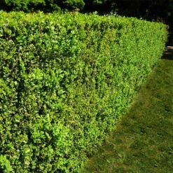 American Boxwood Shrub -GreenNest Shop American Boxwood 5 BB