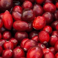 American Cranberry Bush 12 American Cranberry Bush -GreenNest Shop American Cranberry 4 BB