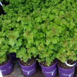 American Cranberry Bush 14 American Cranberry Bush -GreenNest Shop American Cranberry 8