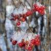 American Cranberry Bush -GreenNest Shop American Cranberry BB 600x600 3797cbe1 2649 4751 a8f9 69d0f6599b48
