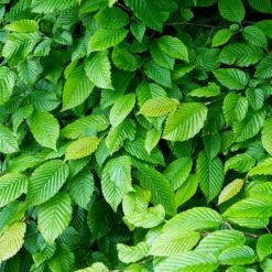 American Elm Tree 10 American Elm Tree -GreenNest Shop American Elm Tree 4 BB