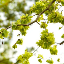 American Elm Tree 12 American Elm Tree -GreenNest Shop American Elm Tree 8