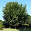 American Elm Tree 1 American Elm Tree -GreenNest Shop American Elm Tree BB 600x600 dc37a0ed 89db 48f0 b52c be146a1ce82e