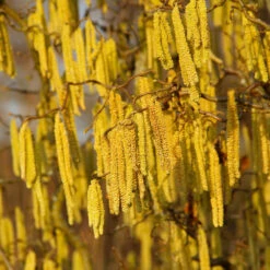 American Hazelnut Tree 13 American Hazelnut Tree -GreenNest Shop American Hazelnut 2