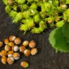 American Hazelnut Tree -GreenNest Shop American Hazelnut BB 600x600 e6842d0b 3307 44e8 afbb ff9322ee3801