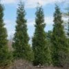 Full Speed A Hedge® American Pillar Arborvitae -GreenNest Shop American Pillar Arborvitae 600x600 bb