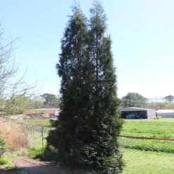 Full Speed A Hedge® American Pillar Arborvitae -GreenNest Shop American Pillar Arborvitae 6 BB