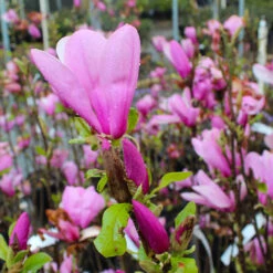 Ann Magnolia Tree -GreenNest Shop Ann Saucer Magnola 6 BB