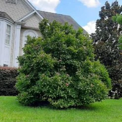 Ann Magnolia Tree -GreenNest Shop Ann Saucer Magnola 7