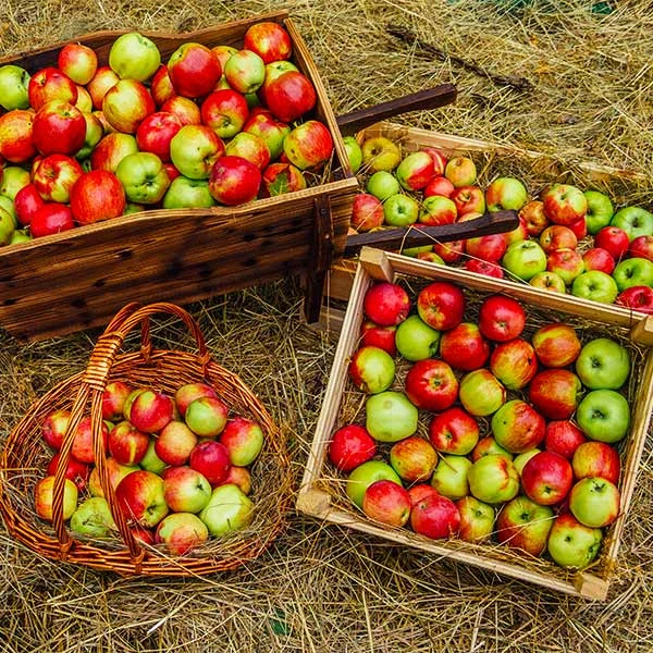 Anna Apple Tree 3 Anna Apple Tree