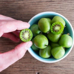 Anna & Meader Kiwi Vine Pollination Pack -GreenNest Shop Anna kiwi7