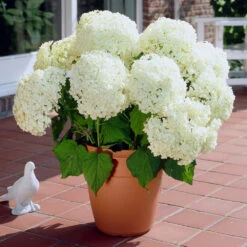 Annabelle Hydrangea Shrub 7 Annabelle Hydrangea Shrub -GreenNest Shop Annabelle Hydrangea 1 BB