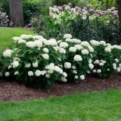 Annabelle Hydrangea Shrub 8 Annabelle Hydrangea Shrub -GreenNest Shop Annabelle Hydrangea 2 BB