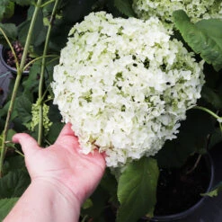 Annabelle Hydrangea Shrub 9 Annabelle Hydrangea Shrub -GreenNest Shop Annabelle Hydrangea 3