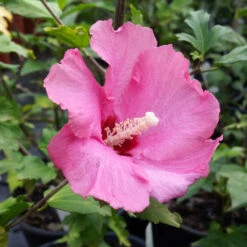 Aphrodite Rose Of Sharon Althea Shrub 8 Aphrodite Rose Of Sharon Althea Shrub -GreenNest Shop Aphrodite Rose of Sharon 1