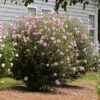 Aphrodite Rose Of Sharon Althea Shrub -GreenNest Shop Aphrodite Rose of Sharon BB 600x600 7b0d0adc 4b50 4926 8cda f6570f7173a1