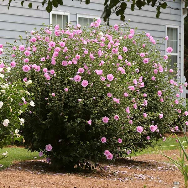 Aphrodite Rose Of Sharon Althea Shrub 3 Aphrodite Rose Of Sharon Althea Shrub