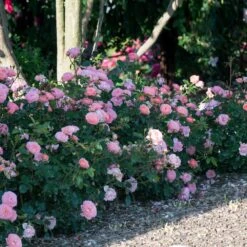 Apricot Drift® Rose -GreenNest Shop Apricot Drift Rose 1