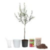 Olive Starter Kit -GreenNest Shop Arbequina Olive Ki 600x600t