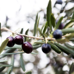 Arbequina Olive Tree 12 Arbequina Olive Tree -GreenNest Shop Arbequina Olive 2 FGT