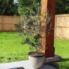 Arbequina Olive Tree 1 Arbequina Olive Tree -GreenNest Shop Arbequina Olive BB 600x600 f594ea6b b640 489e 9f74 aebfdfce38ff