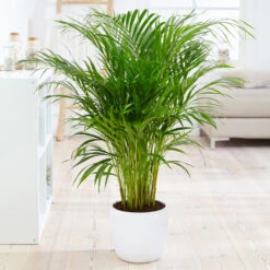 Boho House Plant Kit -GreenNest Shop Areca Palm 4 FGT