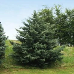Drought-Tolerant Evergreen Tree 10 Drought-Tolerant Evergreen Tree -GreenNest Shop Arizona Cypress 6 BB