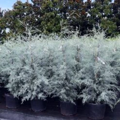 Drought-Tolerant Evergreen Tree 13 Drought-Tolerant Evergreen Tree -GreenNest Shop Arizona Cypress 9