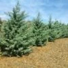 Drought-Tolerant Evergreen Tree 2 Drought-Tolerant Evergreen Tree -GreenNest Shop Arizona Cypress BB 600x600 93bc7bde 3f35 436f 8619 e0ccf1c0fbdb