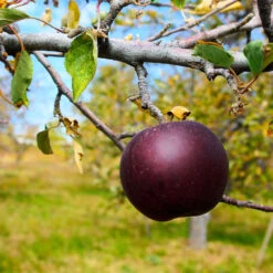 Arkansas Black Apple Tree -GreenNest Shop Arkansas Black Apple 2