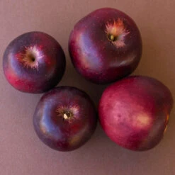 Arkansas Black Apple Tree -GreenNest Shop Arkansas Black Apple 3