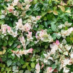 Snow-N-Summer™ Asiatic Jasmine Shrub 10 Snow-N-Summer™ Asiatic Jasmine Shrub -GreenNest Shop Asiatic Jasmine Snow N Summer 3 BB