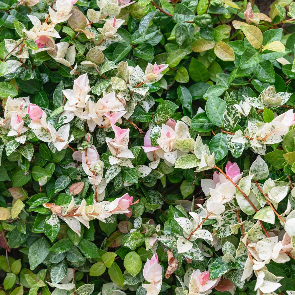 Snow-N-Summer™ Asiatic Jasmine Shrub 6 Snow-N-Summer™ Asiatic Jasmine Shrub - Image 4