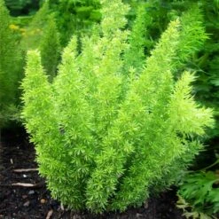 Myers Asparagus Fern Plant 10 Myers Asparagus Fern Plant -GreenNest Shop Asparagus Fern Foxtail 2