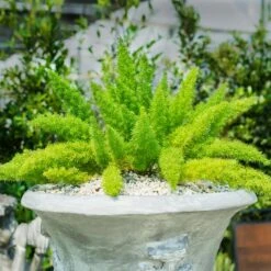 Myers Asparagus Fern Plant 11 Myers Asparagus Fern Plant -GreenNest Shop Asparagus Fern Foxtail 3