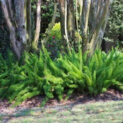 Myers Asparagus Fern Plant 9 Myers Asparagus Fern Plant -GreenNest Shop Asparagus Fern Foxtail 5 BB