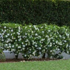 August Beauty Gardenia Shrub -GreenNest Shop August Beauty Gardenia 1 BB