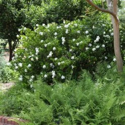 August Beauty Gardenia Shrub -GreenNest Shop August Beauty Gardenia 4 FGT