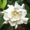August Beauty Gardenia Shrub -GreenNest Shop August Beauty Gardenia BB 600