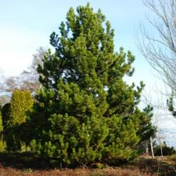 Austrian Pine Tree -GreenNest Shop Austian Pine Tree 2