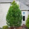 Austrian Pine Tree -GreenNest Shop Austian Pine Tree BB 600x600 f50b01b1 6574 404c b9b1 a95912148211