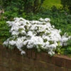 Autumn Angel® Encore® Azalea Shrub -GreenNest Shop Autumn Angel Encore BB 600x600 053af6c8 a36c 4abc a1f4 68e8259d8b32