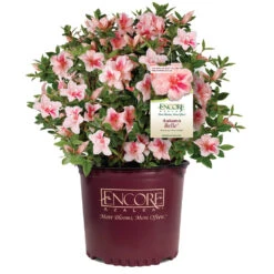 Autumn Belle® Encore® Azalea Shrub -GreenNest Shop Autumn Belle Encore Azalea 1