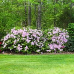 Autumn Belle® Encore® Azalea Shrub -GreenNest Shop Autumn Belle Encore Azalea BB 5