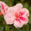 Autumn Belle® Encore® Azalea Shrub -GreenNest Shop Autumn Belle Encore Azalea BB 600x600 742d8f02 a7ab 474f b0bb 38e788468dbf